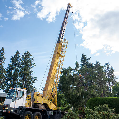 40t telescopic boom crane lifting a tree