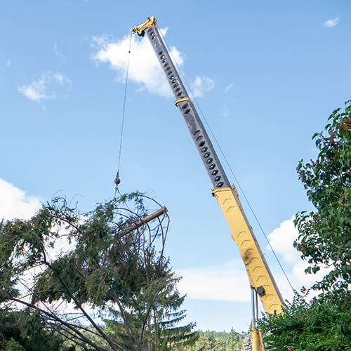 crane lifts a pine tree
